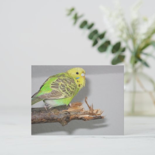 Wellensittich Briefkaart (Staand voorkant)