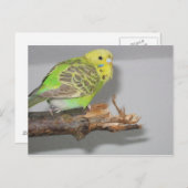 Wellensittich Briefkaart (Voorkant / Achterkant)