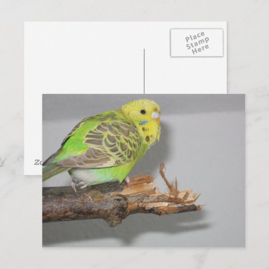 Wellensittich Briefkaart (Voorkant / Achterkant)