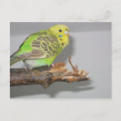 Wellensittich Briefkaart (Voorkant)