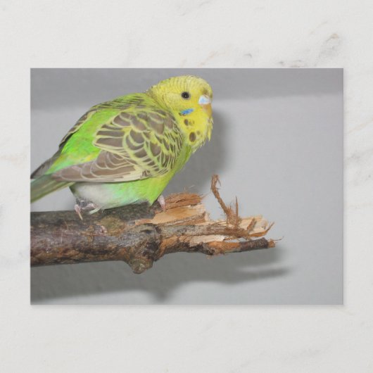 Wellensittich Briefkaart (Voorkant)