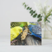Wellensittiche (Melopsittacus undulatus) Briefkaart (Staand voorkant)