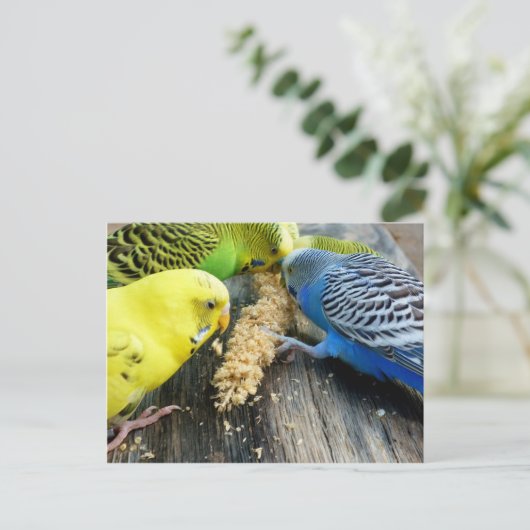 Wellensittiche (Melopsittacus undulatus) Briefkaart (Staand voorkant)