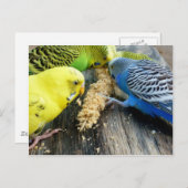 Wellensittiche (Melopsittacus undulatus) Briefkaart (Voorkant / Achterkant)