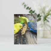 Wellensittiche (Melopsittacus undulatus) Briefkaart (Staand voorkant)