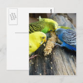 Wellensittiche (Melopsittacus undulatus) Briefkaart (Voorkant / Achterkant)