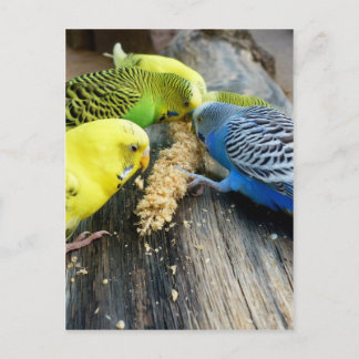 Wellensittiche (Melopsittacus undulatus) Briefkaart