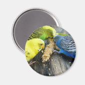Wellensittiche (Melopsittacus undulatus) Magneet (Voorkant / Achterkant)