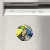 Wellensittiche (Melopsittacus undulatus) Magneet (Insitu (Vaatwasser))