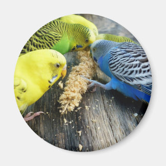 Wellensittiche (Melopsittacus undulatus) Magneet