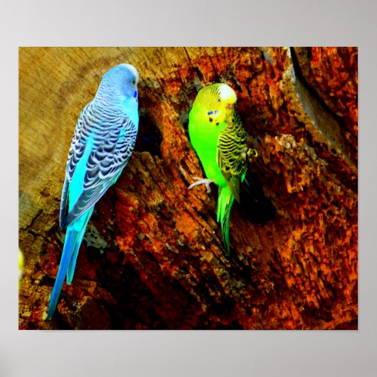 Wellensittiche (Melopsittacus undulatus) Poster (Voorkant)