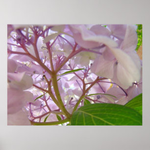 Wellness Healing Touch art giften Hydrangea Flower Poster