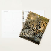 Welp van jachtluipaard knuffelt met zijn moeder planner (Display)
