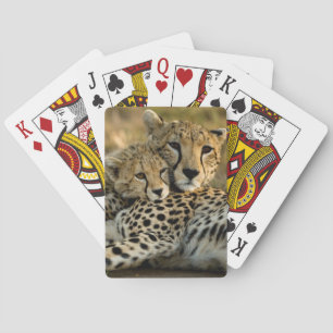 Welp van jachtluipaard knuffelt met zijn moeder pokerkaarten