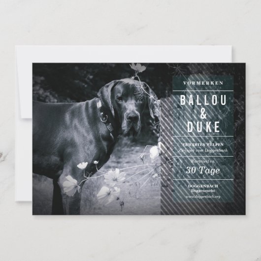 Welpen Aankondiging (Voorkant)