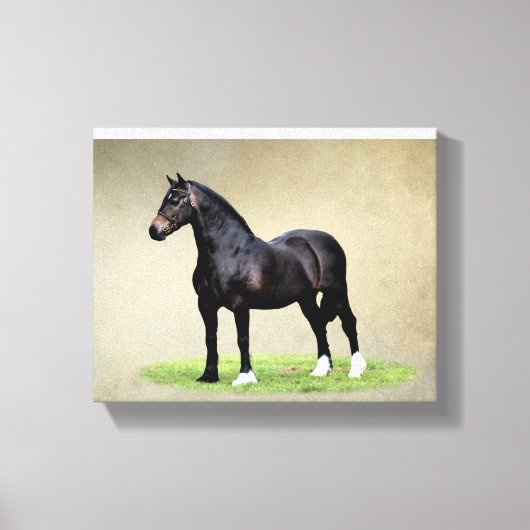 Welsh Cob Canvas Print (Voorkant)