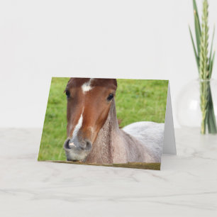Welsh cob foal Birthday card Kaart