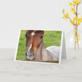 Welsh cob foal horse card kaart (Gele Bloem)