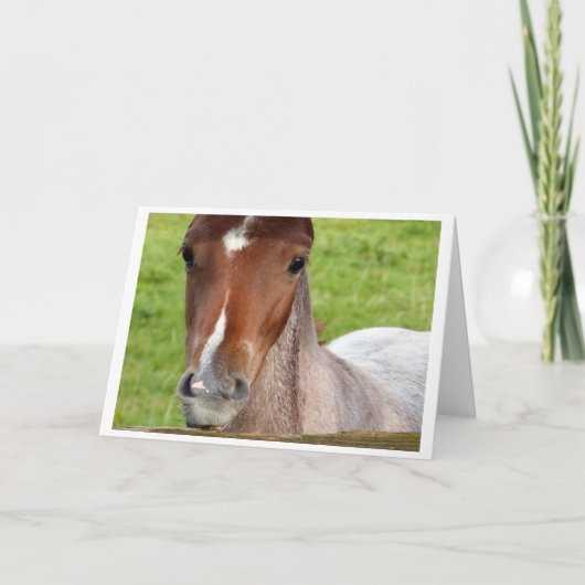 Welsh cob foal horse card kaart (Voorkant)