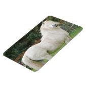 Welsh Cob paard Flexibele Magneet (Linkerzijde)