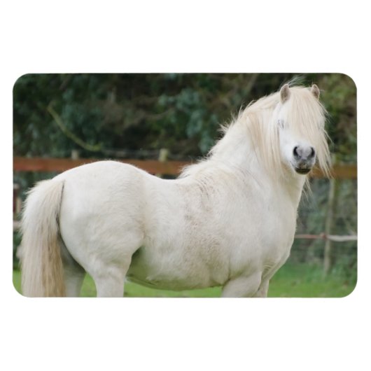 Welsh Cob paard Flexibele Magneet (Horizontaal)