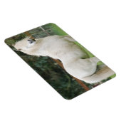 Welsh Cob paard Flexibele Magneet (Rechterzijde)