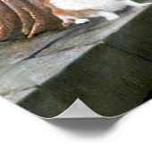 Welsh Corgi 2 - The Accolade Poster (Hoek)