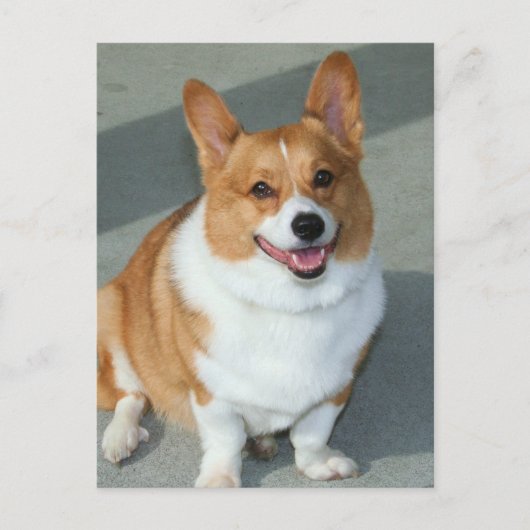 Welsh Corgi Briefkaart (Voorkant)
