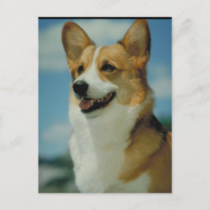 Welsh Corgi Briefkaart