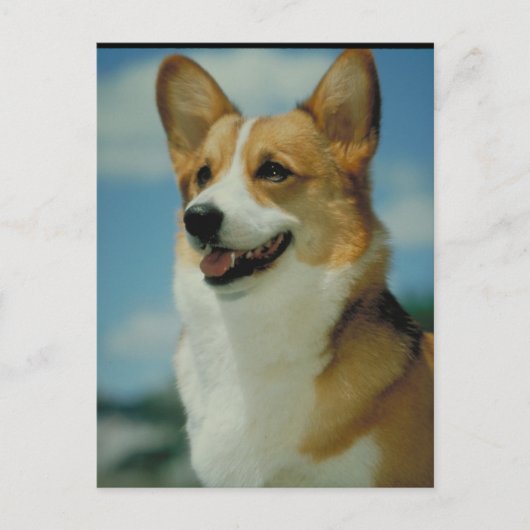 Welsh Corgi Briefkaart (Voorkant)
