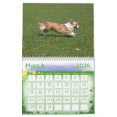 Welsh Corgi Calendar Kalender (Mar 2026)