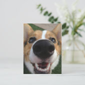 Welsh Corgi Dog Nose Collectie Briefkaart (Staand voorkant)