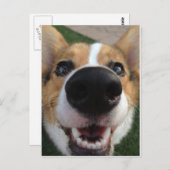 Welsh Corgi Dog Nose Collectie Briefkaart (Voorkant / Achterkant)