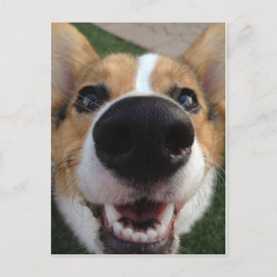 Welsh Corgi Dog Nose Collectie Briefkaart