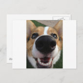Welsh Corgi Dog Nose Collectie Briefkaart (Voorkant / Achterkant)