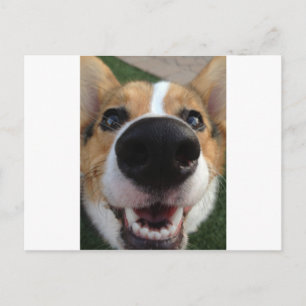 Welsh Corgi Dog Nose Collectie Briefkaart