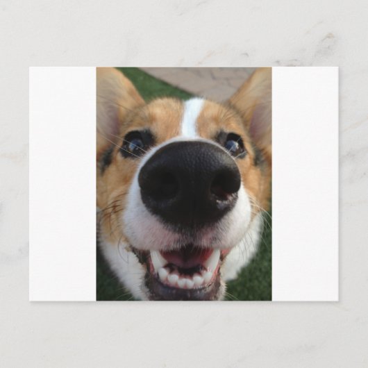 Welsh Corgi Dog Nose Collectie Briefkaart (Voorkant)