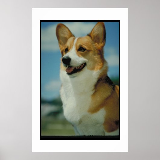 Welsh Corgi Poster (Voorkant)