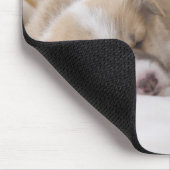 Welsh Corgi Puppies Muismat (Hoek)