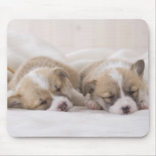 Welsh Corgi Puppies Muismat