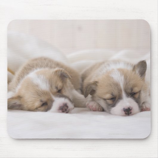 Welsh Corgi Puppies Muismat (Voorkant)