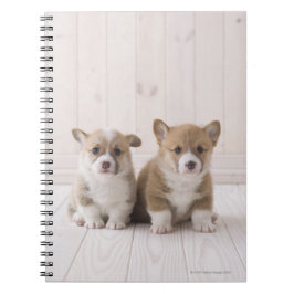 Welsh Corgi Puppies Notitieboek