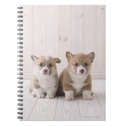 Welsh Corgi Puppies Notitieboek (Voorkant)