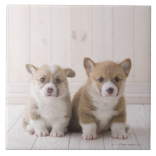 Welsh Corgi Puppies Tegeltje