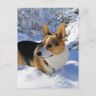 Welsh Corgi Snow Day Briefkaart