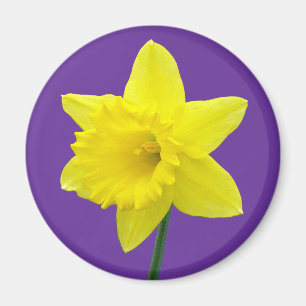 Welsh Daffodil - II Magneet