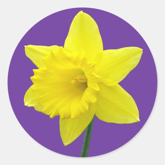 Welsh Daffodil - II Ronde Sticker (Voorkant)