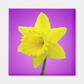 Welsh Daffodil - III Magneet (Voorkant)