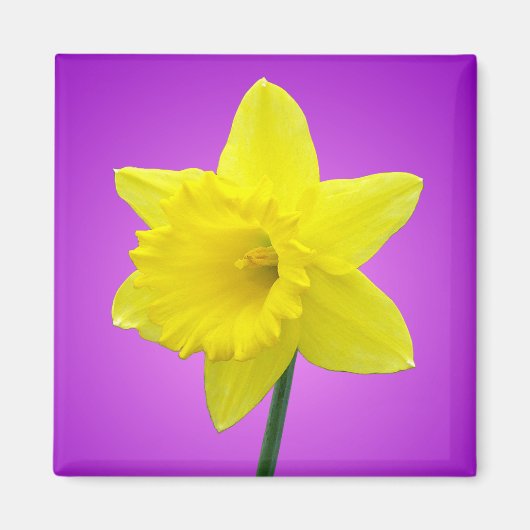 Welsh Daffodil - III Magneet (Voorkant)