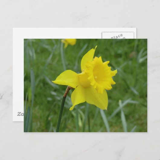 Welsh Daffodil in Bloom Briefkaart (Voorkant / Achterkant)